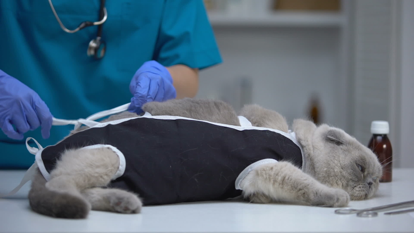 Сколько стоит стерилизовать кошку красноярске thumbnail