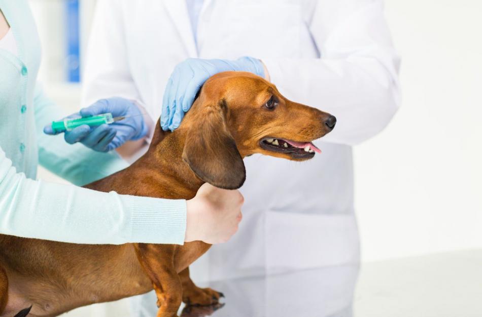 Прививки щенкам в красноярске thumbnail