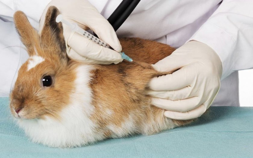 Сколько стоит прививка коту красноярск thumbnail